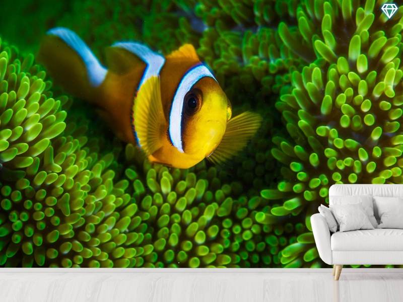 Fototapete Yellow Clownfish On Green Anemon