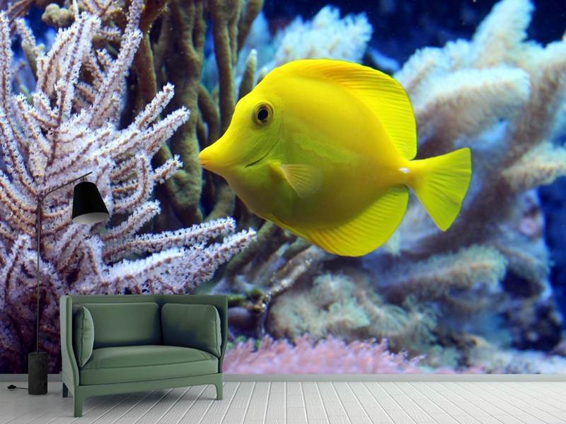 https://cdn.betterwalls.com/pim/pr/WP/20000008/photo-wallpaper-yellow-doctor-fish-xl_big03.jpg