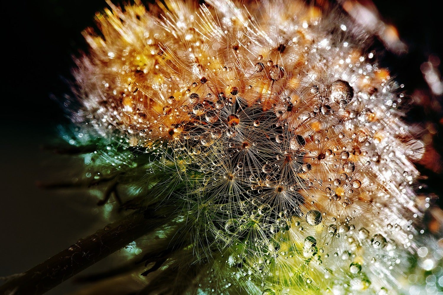 Fotobehang Dandelion in the morning dew
