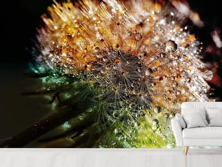 Wall Mural Photo Wallpaper Dandelion in the morning dew