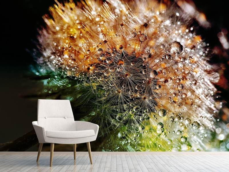 Wall Mural Photo Wallpaper Dandelion in the morning dew