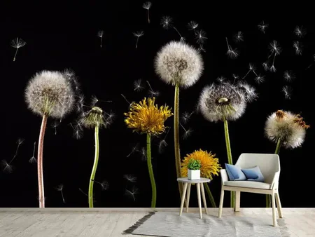 Wall Mural Photo Wallpaper The phases of dandelion
