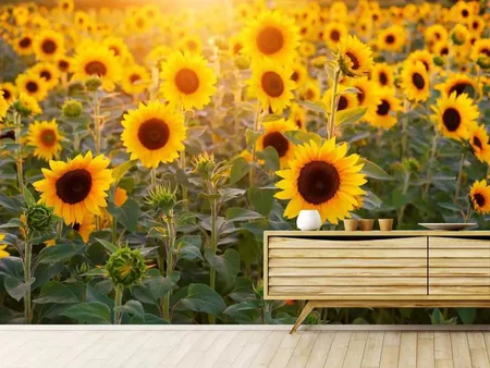 Fototapete Sonnenblumen Feld