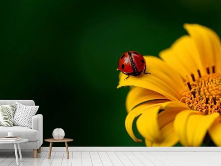 Valokuvatapetti Ladybug on the sunflower