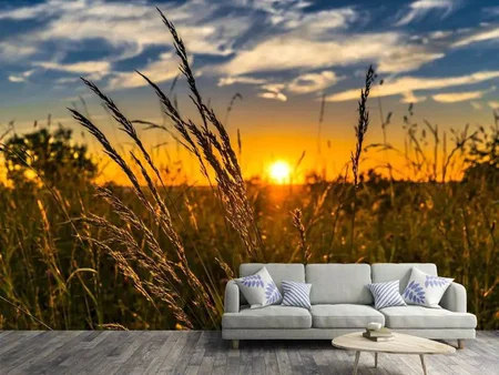 Wall Mural Photo Wallpaper The sunset on the field