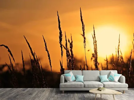 Wall Mural Photo Wallpaper Sunrise on the field