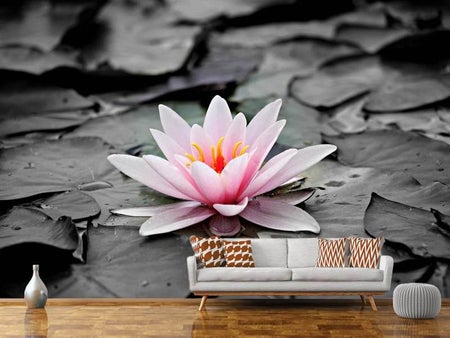 Wall Mural Photo Wallpaper The art of water lily