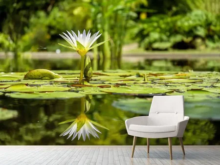Wall Mural Photo Wallpaper Water lily in nature