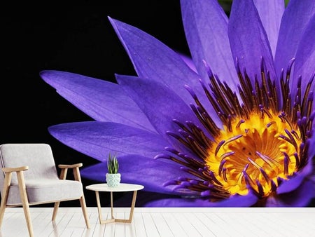 Wall Mural Photo Wallpaper XL water lily in purple