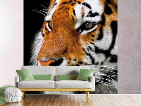 Fotobehang Close up tiger head