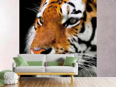 Papier peint photo Fermer la tête de tigre