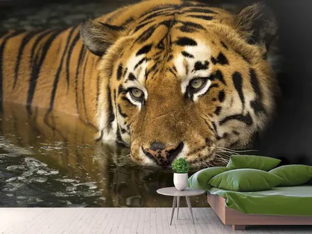 Fotobehang Tiger in the water