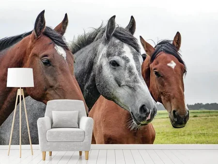 Fototapete Das Pferde Trio