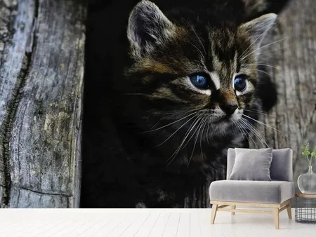 Wall Mural Photo Wallpaper Cats child
