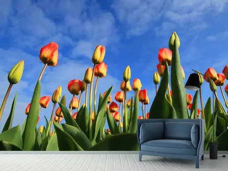 Fotomurale I tulipani torreggiano verso il cielo