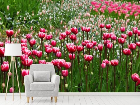 Fotobehang Wild tulip field