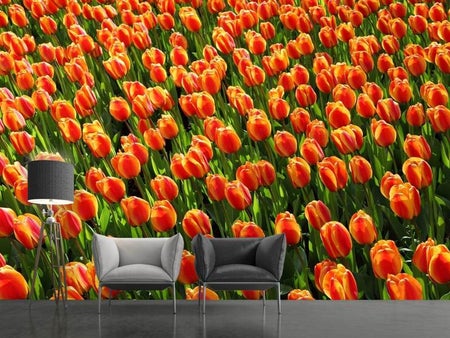 Fotobehang Tulip field in orange