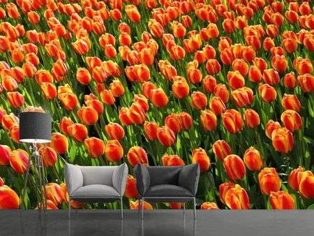 Papier peint photo Champ de tulipes en orange