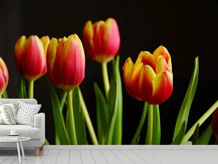 Wall Mural Photo Wallpaper Colorful tulips