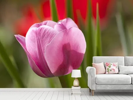 Fotomurale Tulipano carino in rosa