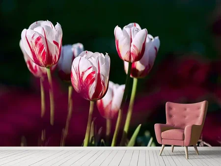 Fototapete Die Schönheit der Tulpen