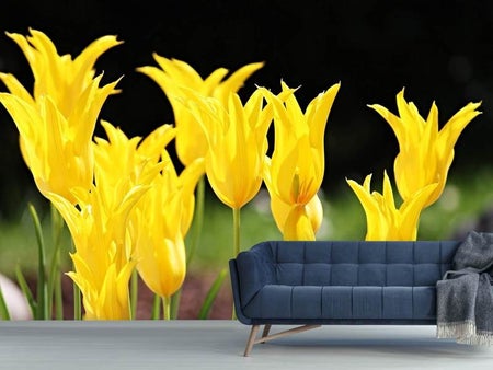 Fototapet Yellow tulips in the nature