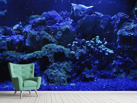 Fototapet Coral reef in blue