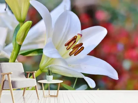 Valokuvatapetti Magnificent lily in white