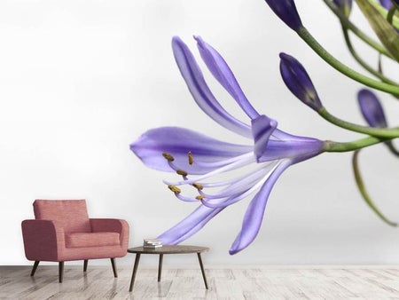 Fototapet Lily flower in purple