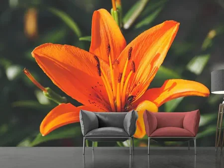 Fotobehang Lilies blossom in orange XL