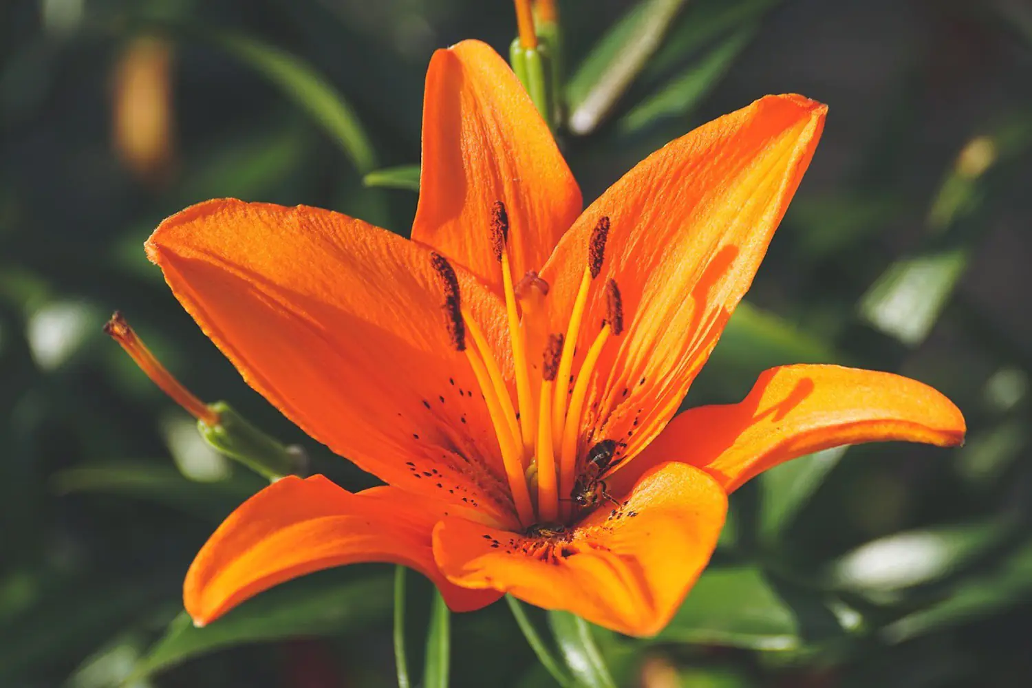 Fotomural Flor de lirios en naranja XL