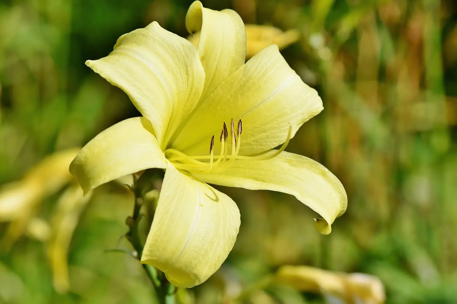 Fotomural Flor de lirios en amarillo