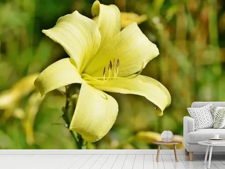 Wall Mural Photo Wallpaper Lilies blossom in yellow