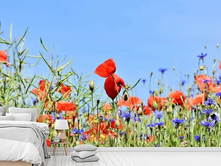 Valokuvatapetti The poppy in the flower meadow