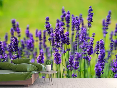 Fototapet Beautiful lavender