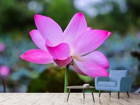 Fototapet Beautiful lotus