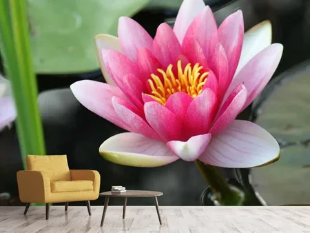 Wall Mural Photo Wallpaper The water lily in pink