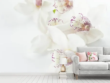 Papier peint photo Orchidées fantastiques