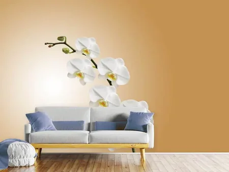 Wall Mural Photo Wallpaper White orchids XL