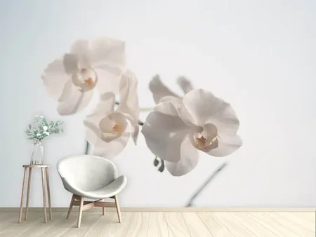 Fotobehang Graceful orchids