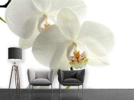 Wall Mural Photo Wallpaper Orchids bloom