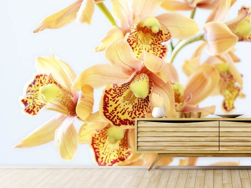 Fototapete Gelbe Orchidee