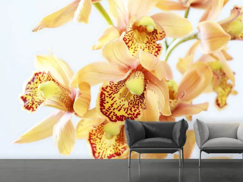 Wall Mural Photo Wallpaper Yellow orchid