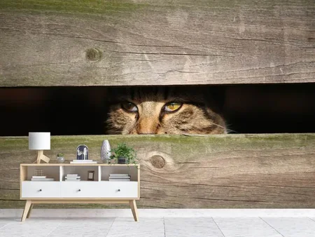 Fotobehang Cat in hiding