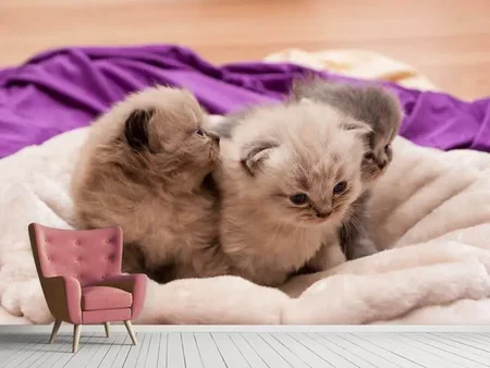 Fotobehang Kitten trio to fall in love