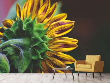 Fotobehang Sunflower Close up