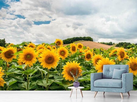Fotobehang Landscape with sunflowers