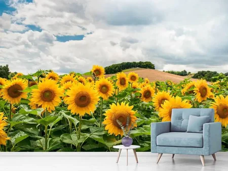 Wall Mural Photo Wallpaper Landscape with sunflowers