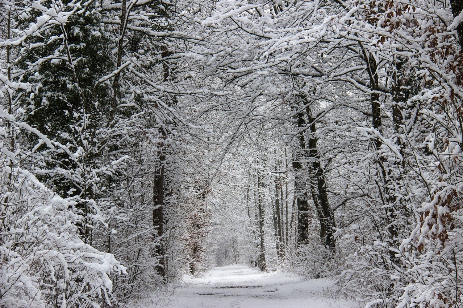 Fotomurale Foresta invernale incantata
