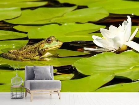 Wall Mural Photo Wallpaper The frog and the water lily